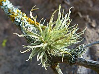 Ramalina subleptocarpha 11878061.jpg