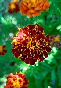 Red marigolds.jpg