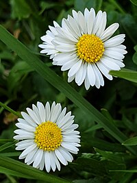 Bellis perennis in Ustroń, Poland, May 2019.jpg