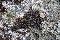 Lichen. Possibly Protoparmelia oleagina (38551417345).jpg