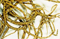 Usnea mutabilis-3.jpg