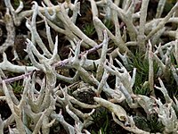 Cladonia zopfii 108799221.jpg