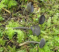 2011-05-20 Helvella chinensis (Velen.) Nannf. & L. Holm 146957.jpg