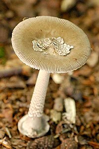 Amanita spec. - Lindsey 7a.jpg