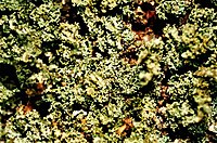 Cladonia parasitica-2.jpg