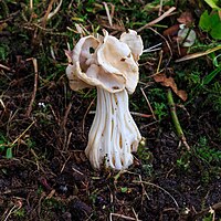Witte kluifzwam (Helvella Crispa). Locatie, Hortus (Haren, Groningen) 002.jpg
