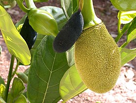 2013-12-14 Rhizopus stolonifer (Ehrenb.) Vuill 391622.jpg