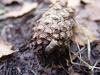 2015-10-24 Pezicula eucrita 568353.jpg