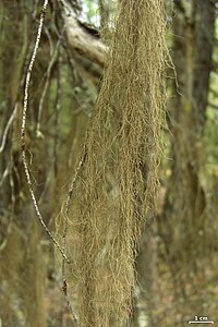 Bryoria capillaris - Flickr - pellaea (2).jpg