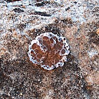 Glypholecia scabra (1293943686).jpg
