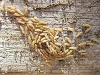 Isoptera (Termiti) - foto 1.JPG