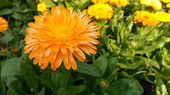 Calendula flower, Bokaro Zoo, Jharkhand.jpg