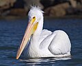 Mikebaird - American White Pelican (Pelecanus erythrorhynchos ) (bird) in Mo (by).jpg