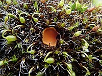 Octospora musci-muralis 104617161.jpg