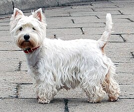 West Highland White Terrier Krakow.jpg