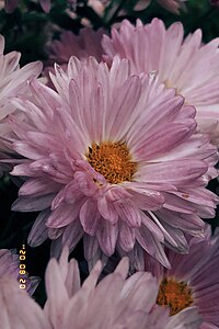 Фотография хризантемы Chrysanthemum photography.jpg