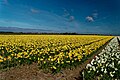 Texel - Watermolenweg - Narcissus Flowerfield April 2010 04.jpg