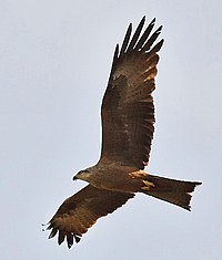 Milvus migrans 2005-new.jpg