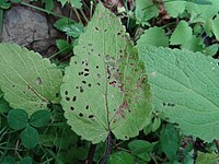 Septoria stachydis a1.jpg