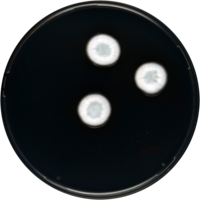 Aspergillus viridinutans cya.png