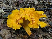 Cantharellus lateritius 54894.jpg