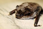 Myotis dasycneme (3911421759).jpg