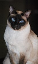 Сиамский кот