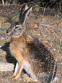 Tibetan Hare - on the banks of the Mansarovar (6115450099) 1.jpg