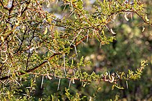 Куст акации