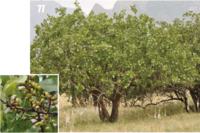 Pistacia vera (Flora of Tajikistan).png