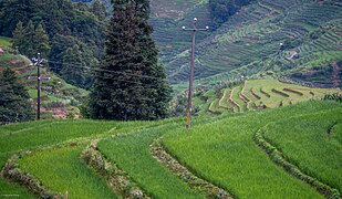 Hani Rice Terraces (53696041291).jpg