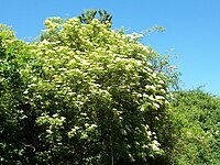 Sambucus nigra 002.jpg