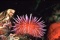 Seaurchin 300.jpg