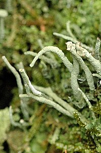 Cladonia.coniocraea.closeup.jpg