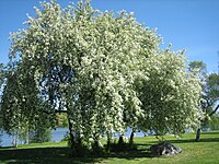 Image-Bird cherry blossom (Prunus padus in Finnish tuomi).jpg