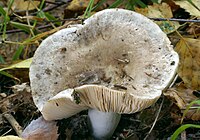 Russula adusta.jpg