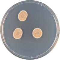Aspergillus heyangensis cya.png