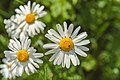 20210612 Leucanthemum vulgare.jpg