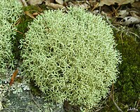 Cladonia uncialis - Flickr - pellaea.jpg