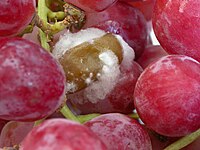Grapes Muscodor alb.jpg