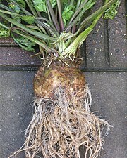 Корневой сельдерей