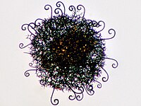 Myxotrichum chartarum gymnothecium.jpg