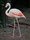 Chileflamingo 2010.JPG