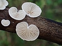 Crepidotus subverrucisporus Pilát 3380797325.jpg