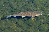 Ctenopharyngodon idella - Murg IMGP0837.JPG