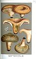 Lactarius deliciosus-Cooke.jpg