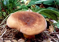 Lactarius volemus.jpg