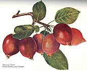 Яблоня «Есаул Ермака»