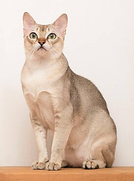 Сингапурская кошка