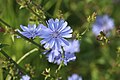 Cichorium intybus 025.jpg